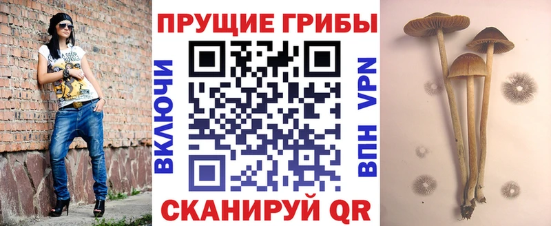 Псилоцибиновые грибы Cubensis Богородицк